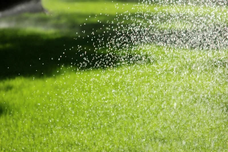 Water droplets on green grass
