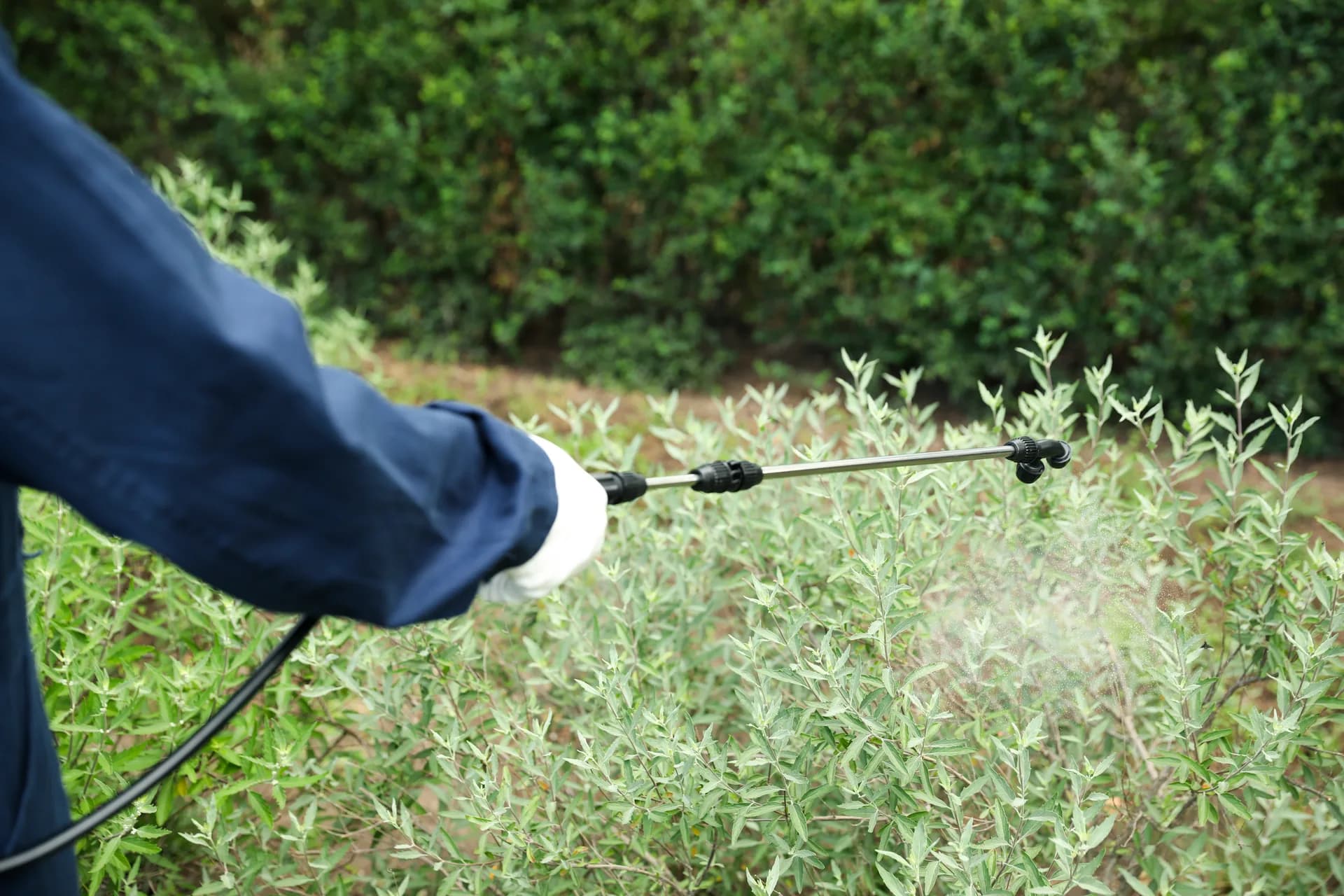Worker spraying pesticide onto green bush
